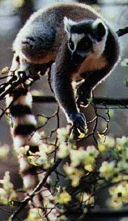 A Ring-Tailed Lemur!